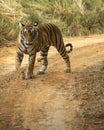 Wild royal bengal tiger on stroll walking head on with eye contact at ranthambore national park or tiger reserve india - panthera