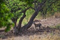 Wild royal bengal tiger taking smell from tree to territory or scent marking on same at kanha national park or tiger reserve Royalty Free Stock Photo