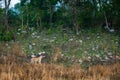 Wild royal bengal tiger of terai region forest walking in natural scenic landscape at uttarakhand india - panthera tigris tigris Royalty Free Stock Photo