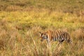 Wild royal bengal tiger on walk for territory marking in outdoor wildlife safari at kanha national park or tiger reserve rajasthan Royalty Free Stock Photo