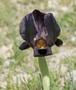 Wild Royal Black Iris in the Negev Desert
