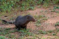 Wild ruddy mongoose Royalty Free Stock Photo