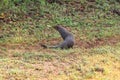 Wild ruddy mongoose Royalty Free Stock Photo