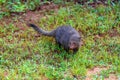 Wild ruddy mongoose Royalty Free Stock Photo