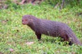 Wild ruddy mongoose or Urva smithii in wild Royalty Free Stock Photo
