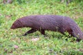 Wild ruddy mongoose or Urva smithii in wild Royalty Free Stock Photo