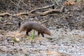Wild ruddy mongoose or Urva smithii in wild Royalty Free Stock Photo