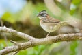 Rufous-collared Sparrow in Costa Rica