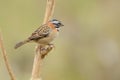 Rufous-collared Sparrow on a branch