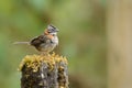 Rufous-collared Sparrow on a pole