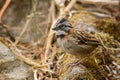 Rufous-collared Sparrow portrait