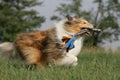 Wild running collie holding a dogtoy Royalty Free Stock Photo