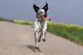 Wild running dog holding a dogtoy Royalty Free Stock Photo
