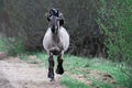 Wild running horse Royalty Free Stock Photo