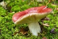Wild russula mushroom