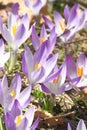 Wild Saffron flowers