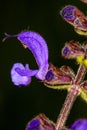 Wild sage with flower