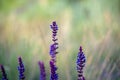 Wild sage flowers on blurred background Royalty Free Stock Photo