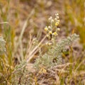 Wild Sage Wormwood Artemisia figida yellow flower Royalty Free Stock Photo