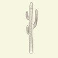 Wild saguaro cacti sketch. Hand drawn cactus isolated on light background