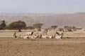 Sahara antelope scimitar Oryx Oryx leucoryx and wild Donkey