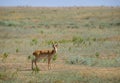 Wild saiga antelope saiga tatarica