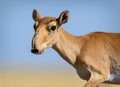 Wild saiga antelope saiga tatarica