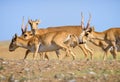 Wild saiga antelope saiga tatarica