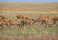 Wild saiga antelope saiga tatarica