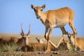 Wild saiga antelope saiga tatarica