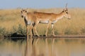 Wild Saiga antelopes in steppe near watering pond Royalty Free Stock Photo