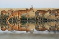 Wild Saiga antelopes in steppe near watering pond Royalty Free Stock Photo