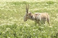 Wild Saiga