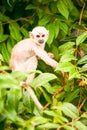 Wild Saimiri Monkey Cub