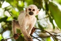Wild Saimiri Monkey Cub