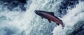 Wild Salmon Leaping Up A Breathtaking Waterfall In Pristine Alaskan Wilderness