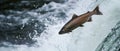 Wild Salmon Leaping Up A Cascading Alaskan Waterfall, Defying Natures Challenges