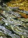 Wild Salmon Swimming in Stream Royalty Free Stock Photo