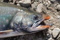 Wild salmonid fish Salvelinus often called charr or char with pink spots over darker body. Close-up view of fish snout