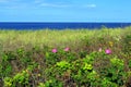 Wild Salt Spray Roses beautify the coastline