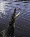 A Wild Salt Water Crocodile Jumping for Food in Australia Royalty Free Stock Photo