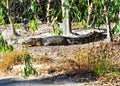 Wild saltwater crocodile,queensland,australia