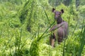 Wild sambar deer