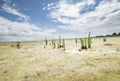 Wild Samphire at the Welsh Seashore Royalty Free Stock Photo