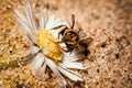 wild sand bee with tongue on flower seed sitting Royalty Free Stock Photo