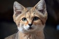 Wild Sand Cat