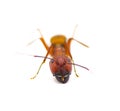 Wild Sandhill carpenter ant - Camponotus socius - front face view isolated on white background