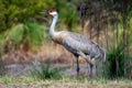 wild sandhill crane in a Florida park