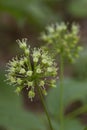 Wild sarsaparilla Royalty Free Stock Photo