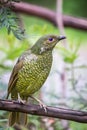 Wild Satin Bower Bird, Queen Mary Falls, Queensland, Australia, March 2018 Royalty Free Stock Photo